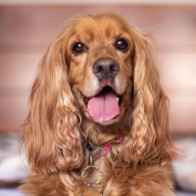 Jasper Cocker Spaniel Dog | Little Lion Digital