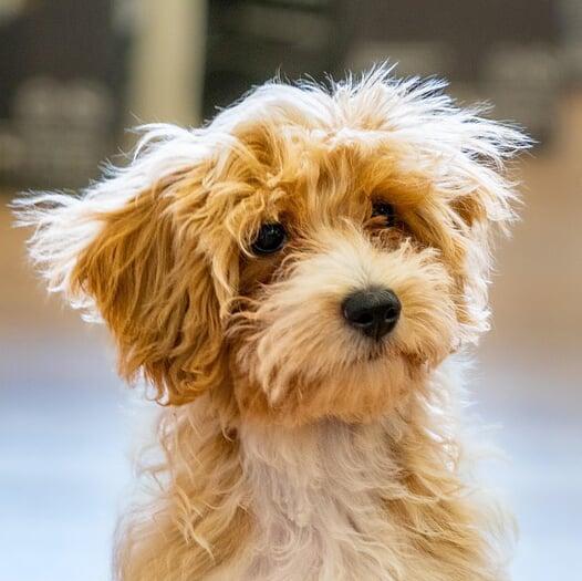 Ted Cocker Tzu Dog | Little Lion Digital